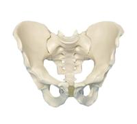 LKYLVEE Modello anatomico del Bacino Maschile - Articolazioni iliache, sacrali e pubiche Anatomia, Osso dell'anca Bacino anatomico Maschile