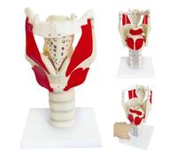 LKYLVEE Modello Anatomico della Funzione della Laringe 3X - Modello Laringe Faringe - per Rinforzare la Struttura e la Funzione del Collo in Medicina,Bianca,31cm