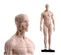 LKYLVEE Modello anatomico dell'osso del muscolo umano - Modello di anatomia muscoloscheletrica del corpo umano - alto 28 cm Riferimento anatomico per artisti (C)