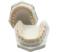 LKYLVEE Modello dentale in resina con base in gesso, modello per la preparazione dei denti a 28 denti, modello dentale in resina per insegnamento di studio