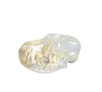 LKYLVEE Modello Dentale Trasparente per Cane e Gatto, Mascella di Cane e Coniglio, Strumento Educativo di Visualizzazione Anatomica dei Denti,Dog Head