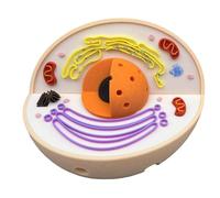 LKYLVEE Modello di Anatomia della cellula Animale - Modello di cellula Animale 3D - Modello didattico di biologia per scopi di Laboratorio e di Ricerca,Flesh,11cm