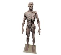 LKYLVEE Modello di Anatomia Umana Artistica - Modello Scheletrico Umano Semipelle - Modello di Corpo con Muscoli, Ossa, Cranio con Ecorché e Pelle in Resina,Grigio