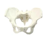 LKYLVEE Modello di Bacino Anatomicalmente Corretto - Modello di Bacino Maschile Anatomico - Replica dell'Anatomia Pelvica Umana per l'Educazione Medica,Female
