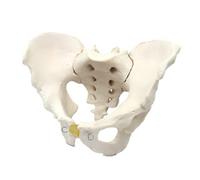 LKYLVEE Modello di Bacino Anatomicalmente Corretto - Modello di Bacino Maschile Anatomico - Replica dell'Anatomia Pelvica Umana per l'Educazione Medica,Male