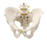 LKYLVEE Modello di Bacino Maschile a Grandezza Naturale - Modello Anatomico Maschile di Due Vertebre Lombari - per Educazione Scientifica