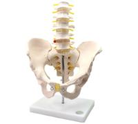 LKYLVEE Modello di Bacino Maschile Anatomico Modello di Colonna Lombare a Cinque Segmenti Modello Scheletrico Professionale per Educazione Sportiva e Fitness