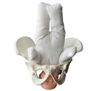 LKYLVEE Modello di Bacino per ostetricia Femminile - Mini simulatore di Parto con Modelli di Bacino del Bambino - per Lo Studio Display Teaching Medical Model,Bianca,5inch