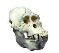 LKYLVEE Modello di Cranio di Babbuino Modello di Cranio di Scimpanzé Campione per Scienza e Istruzione,Orangutan