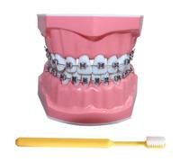 LKYLVEE Modello di Denti per Educazione - Modello Dimostrativo di Denti Ortodontici - Include Spazzolino, Materiale Educativo Dentistico