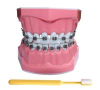 LKYLVEE Modello di Denti per Educazione - Modello Dimostrativo di Denti Ortodontici - Include Spazzolino, Materiale Educativo Dentistico
