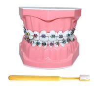 LKYLVEE Modello di Denti per Educazione - Modello Dimostrativo di Denti Ortodontici - Include Spazzolino, Materiale Educativo Dentistico