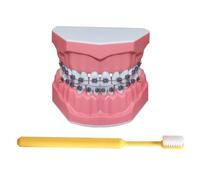 LKYLVEE Modello di Denti per Educazione - Modello Dimostrativo di Denti Ortodontici - Include Spazzolino, Materiale Educativo Dentistico
