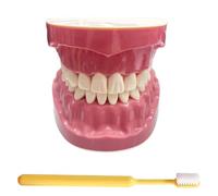 LKYLVEE Modello di Denti Standard - Modello di Denti per Educazione - Modello Typodont Standard per Adulti per Dimostrazione di Protesi Dentale per Esposizione Pulita, Educazione