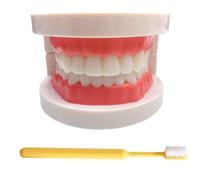 LKYLVEE Modello di Denti Standard - Modello di Denti per Educazione - Modello Typodont Standard per Adulti per Dimostrazione di Protesi Dentale per Esposizione Pulita, Educazione