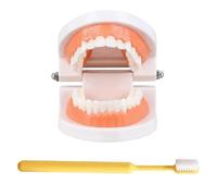 LKYLVEE Modello di Denti Standard - Modello di Denti per Educazione - Modello Typodont Standard per Adulti per Dimostrazione di Protesi Dentale per Esposizione Pulita, Educazione
