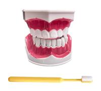 LKYLVEE Modello di Denti Standard - Modello di Denti per Educazione - Modello Typodont Standard per Adulti per Dimostrazione di Protesi Dentale per Esposizione Pulita, Educazione