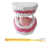 LKYLVEE Modello di Denti Standard - Modello di Denti per Educazione - Modello Typodont Standard per Adulti per Dimostrazione di Protesi Dentale per Esposizione Pulita, Educazione