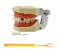 LKYLVEE Modello di impianto Dentale - Modello di Denti typtodont - per esercitarsi nelle Tecniche restaurative, con Un Piccolo cacciavite,with 32 Removable Teeth,8cm