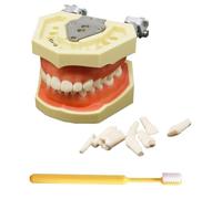 LKYLVEE Modello di impianto Dentale - Modello di Denti typtodont - per esercitarsi nelle Tecniche restaurative, con Un Piccolo cacciavite,with 28 Removable Teeth,8cm