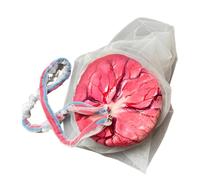 LKYLVEE Modello di Membrana amniotica della Placenta - Modello didattico ostetrico della Placenta Staccabile del cordone ombelicale - per Strumento didattico di ostetricia,Rosso,14cm