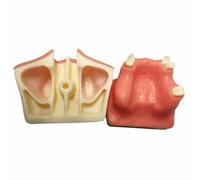 LKYLVEE Modello di Pratica per innesto del Seno mascellare - Modello di Pratica per impianto Dentale - Ottimo Dente per Formazione Dentale e Pratica di impianto Dentale,Flesh,8cm