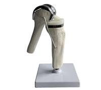 LKYLVEE Modello di Sostituzione del Ginocchio - Modello di Tibia Artificiale del Ginocchio - Strumento didattico anatomico per l'educazione e Lo Studio del paziente,Bianca,32cm