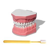 LKYLVEE Modello di Spazzolino Dentale - Modello di Denti per Insegnamento della Spazzolatura - Include Spazzolino, Dispositivo di Formazione per la Cura dei Denti per Studenti e Pazienti