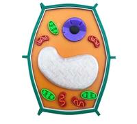 LKYLVEE Modello di Struttura Cellulare vegetale Modello di cellula vegetale ingrandito Stampato in 3D per Lo Strumento di Studio della biologia,Verde,13cm