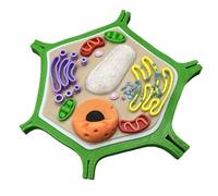 LKYLVEE Modello di Struttura Cellulare vegetale Stampa 3D Modello Cellulare di biologia Modello Cellulare ingrandito Modelli Medici anatomici,Verde,95mm