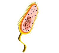 LKYLVEE Modello procariotico - Stampa 3D Modello procarioti - per apparecchiature didattiche di biologia,Giallo