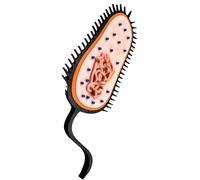 LKYLVEE Modello procariotico - Stampa 3D Modello procarioti - per apparecchiature didattiche di biologia,Nero