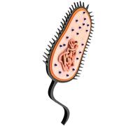 LKYLVEE Modello procariotico - Stampa 3D Modello procarioti - per apparecchiature didattiche di biologia,Grigio