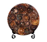 LKYLVEE Naturale Ammonite Fossile Disco Shell Slice Disc Conchiglia Minerale Esemplare Ornamento con Supporto,11cm,XL