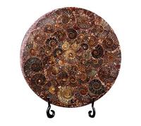 LKYLVEE Naturale Ammonite Fossile Disco Shell Slice Disc Conchiglia Minerale Esemplare Ornamento con Supporto,25cm,XL