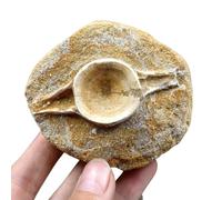 LKYLVEE Naturale Bella Squalo Vertebre Fossile Dente di Squalo Fossili Esemplare Collezionismo Home Decor Regali Ornamento,Marrone,9cm