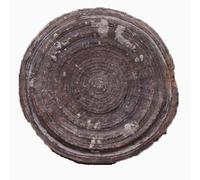 LKYLVEE Ornamenti Naturali antichi organismi marini Fossili di Corallo per l'educazione scientifica e la Decorazione Domestica,Marrone,3cm