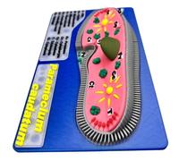 LKYLVEE Paramecium Modello Strutturale Stampa 3D Paramecium Modello di Anatomia Biologia Laboratorio Insegnamento Modello per Studio Insegnamento Display,Rosso,21cm