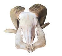 LKYLVEE Pecora Cranio Esemplare - Testa di Pecora Scultura da Parete - per RAM Decor Scheletro Animale Scultura Appeso Arte da Collezione,A,30cm