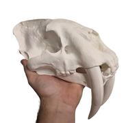 LKYLVEE Replica del Teschio di Tigre con Dente a sciabola - Modello di Teschio di Tigre dai Denti a sciabola - per l'insegnamento Medico, Collezione d'Arte, Decorazione pittorica,Bianca,25cm