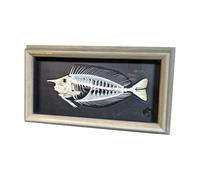 LKYLVEE Scheletro di Pesce Reale Specimen Scheletro Animale Modello Tassidermia Educazione Scientifica Collezionabili