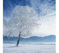 Llewellyn - DVD Greeting Card - Winter