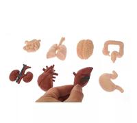 LLTCMYGS Mini Modello di organi Umani ausili didattici Montessori, Set di Parti del Corpo Giocattoli di Anatomia (8 Pezzi)