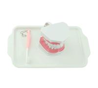 LLTCMYGS Modelli Giocattolo per Pulizia Dentale Montessori, Modelli Educativi Precoce per l'Insegnamento Dentale