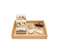 LLTCMYGS Modello di Crescita delle Formiche Montessori e Giocattoli con Schede Correlate, Materiali per l'Apprendimento della Lingua per Bambini