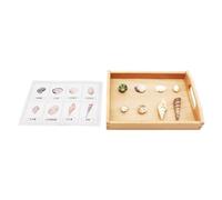 LLTCMYGS Set di aiuti didattici in Lingua Corrispondente a Conchiglie Montessori, Materiali per la Corrispondenza delle Conchiglie per la Scuola Materna