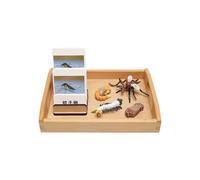 LLTCMYGS Set di Giocattoli del Modello del Ciclo di Crescita delle zanzare, Materiali di Aiuto alla didattica del linguaggio Montessori