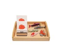 LLTCMYGS Set di Modelli del Ciclo di Crescita del Pesce Montessori, Giocattolo per Modelli di Cognizione Scientifica per la Scuola dell'Infanzia