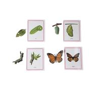 LLTCMYGS Set di Modelli del Ciclo di Crescita della Farfalla in Miniatura, Giocattoli Montessori per l'educazione linguistica precoce