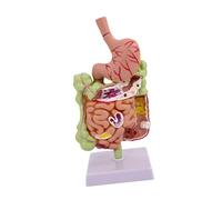 lmoikesz Apparato digerente Sezione dello stomaco Modello educativo Modello di anatomia dello stomaco Studenti ed educatori Strumento scientifico per l'apprendimento dell'anatomia